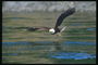 Літо. Білоголова орлан летить на тлі води