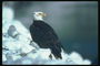 Білоголова орлан сидить на снігу, на тлі озера