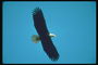 Літо. Білоголова орлан летить на тлі неба, в пошуках видобутку