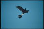 Два орлан летять на тлі неба