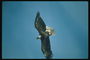 Білоголова орлан паряться в небі
