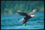 Білоголова орлан летить на тлі берега