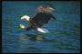 Білоголова орлан атакує здобич у воді