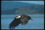 Білоголова орлан, хижо, летить на тлі озера