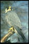 Під час соколиного полювання. Хазяїн птаха - великий любитель страв з голубів