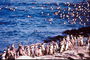 Пінгвіни - купа по черзі