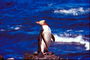 Пингвин на тлі моря, в променях сонця