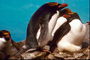 Пінгвіни-сімейна ідилія