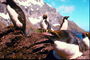 Пінгвіни - тепле сонце