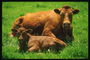 Дві руді корови лежать на лугу