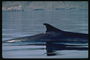 Відпочинок ручного дельфіна від настирливих і допитливих відвідувачів