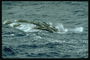 Зграя молодих пустують дельфінів безтурботно плаває на прибережній території
