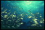Риби під світлом крізь морські простори