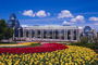 Поле тюльпанів перед входом в музей