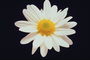 Квітка білий з сонячно-жовтою серцевиною
