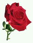 Квітка троянди з оксамитовим пелюстками.