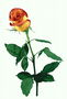 Троянда оранжево-червона з великими листками і на довгій ніжці.