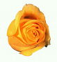 Яскраво-помаранчева троянда
