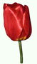 Червоний тюльпан на короткій ніжці.