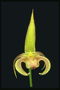 Орхідея смугаста в лимонний кольорах
