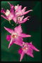 Яскраво-рожеві орхідеї з гострими пелюстками.