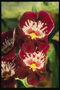 Орхідеї бордові, з білою серцевиною.