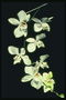 Гілка білих орхідей з тонким стебельком