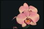 Орхідея рожева з круглими краями пелюсток.