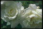 Біла троянда з круглими хвилястих пелюстками, в капля роси.
