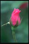 Бутон яскраво-рожевої троянди.