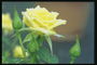 Троянда лимонного кольору з бутонами, після дощу.