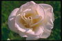 Блідо-рожева троянда, з великими круглими пелюстками.