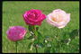 Композиція з рожевою, яскраво-рожевий і світло-рожевої троянд