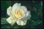 Біла троянда з жовтою серцевиною.