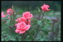 Троянди рожевого кольору з темно-зеленими бутонами.