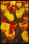 Тюльпани жовті та червоні з жовтими жилками
