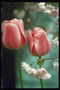 Червоні тюльпани на тлі квітучої вишні