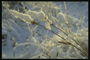 Суха трава під вагою снігу