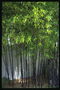 Бамбукові зарості