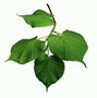 Гілка листя салатовом тону. Липа
