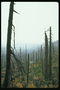 Сухі дерева. Ліс після пожежі